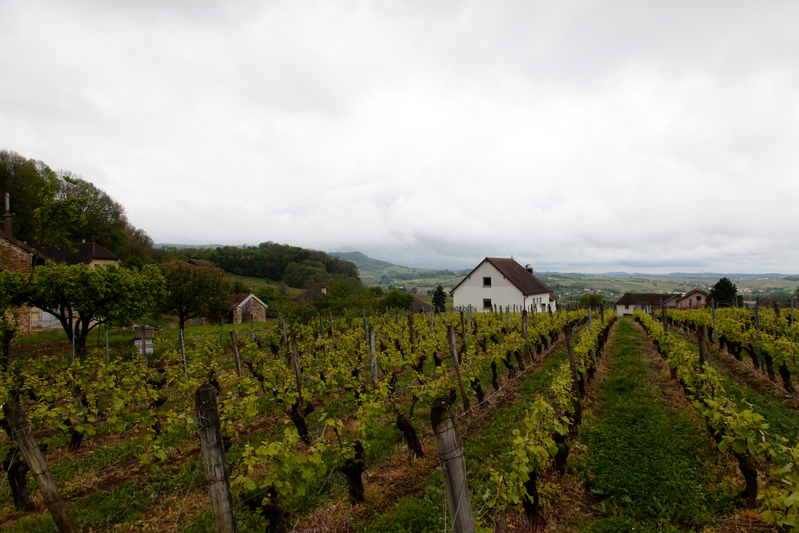 Jura vineyards