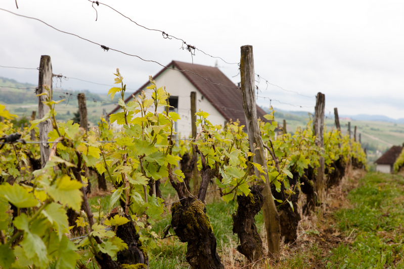 Jura vineyards