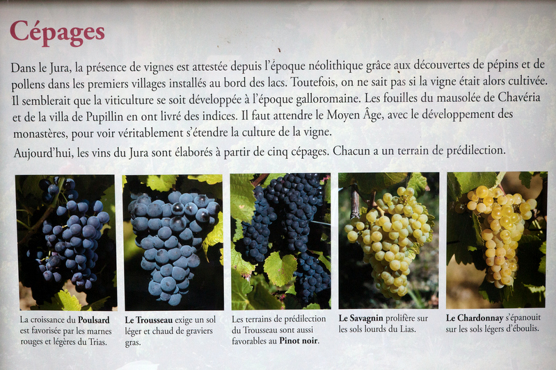 Сорта винограда, выращиваемые в Юре