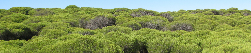 , Jerez, Xérès, Sherry wine