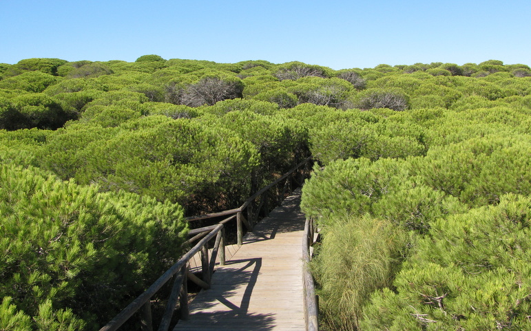  Pine forest along the ocean (the ocean isbehind the photographer). The forest isinhabited bythe symbols 